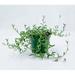 Florida House Plants String Of Dolphins Curio X Peregrinus | 12 H x 5 D in | Wayfair 69892603
