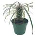 Florida House Plants Madagascar Palm, Pachypodium Lamerei, In A 4 Inch Pot | 12 H x 5 D in | Wayfair 20528457