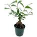 Florida House Plants Chinese Banyan In 4 Inch Pot | 12 H x 5 D in | Wayfair 61308226