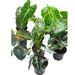 Florida House Plants Alocasia Assortment Set 4 Inch Pots 10 Different Alocasias Frydek Black Velve | 12 H x 5 D in | Wayfair 69542678
