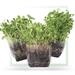 Window Garden Microgreens Growing Kit | 4.04 H x 8 W x 4.15 D in | Wayfair B07J5XTBX9