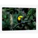 East Urban Home Keel-Billed Toucan by Christian Ziegler - Gallery-Wrapped Canvas Giclee Print, Cotton in Green | 18 H x 26 W in | Wayfair