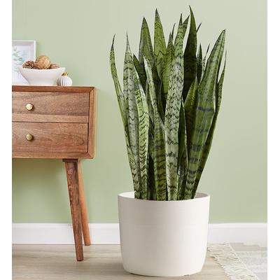 1-800-Flowers Plant Delivery Snake Plant (Sansevieria) Floor Size Plant (Large) W/ Sandstone Planter