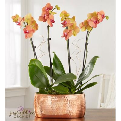 1-800-Flowers Plant Delivery Bonfire Warmth Orchid Large Plant | Happiness Delivered To Their Door
