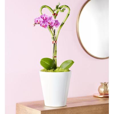 1-800-Flowers Plant Delivery Sweetheart Bamboo & Orchid Garden | Happiness Delivered To Their Door