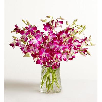 1-800-Flowers Flower Delivery Exotic Breeze Orchids + Free Vase 20 Stems W/ Free Clear Vase | Happiness Delivered To Their Door