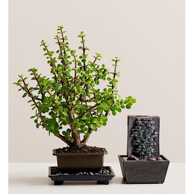 1-800-Flowers Plant Delivery Dwarf Jade Bonsai Small Plant W/ Fountain