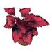 Florida House Plants Red Robin Begonia Rex Dark 4 Inch PaintedLeaf Begonia Unique Homegrown Exclu | 12 H x 5 D in | Wayfair 61212225