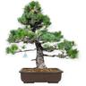 Pinus pentaphylla - Pino - 58 cm