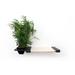 Tucker Murphy Pet™ Bastien Planter Lounge Handcrafted Cat Perch Wood in Gray/Black | 4 H x 25 W x 11 D in | Wayfair