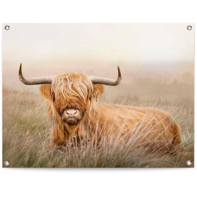 Poster REINDERS "Hochlandrind", beige (farbe bild(er): beige), B:80cm H:60cm T:0,1cm, Leinwand, Bilder Image