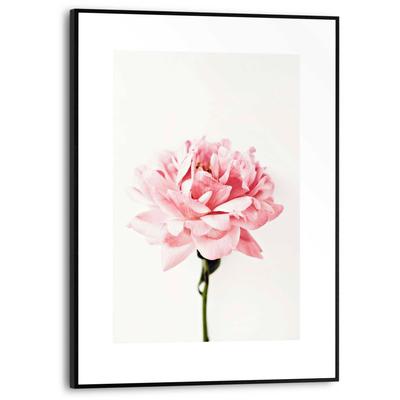 Poster REINDERS "Pfingstrose", rosa (farbe bild(er): rosa), B:30cm H:40cm T:1,6cm, MDF, Bilder Image