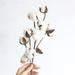 Cotton Stems Flowers Decor Total 10 Balls Natural Cotton Plant Farmhouse Dried Floral Arrangement for Home Table Centerpiece Vase Party Wedding Decorations