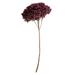 Vickerman Purple Orchid Hydrangea 15 Long Stem Real Preserved Dried Floral Decor for Wedding Home or Everyday Arrangements