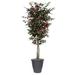 Vickerman TDX0370-RG 7 ft. Capensia Deluxe Everyday Tree in Grey Container Green & Red