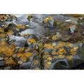 USA Washington State Olympic National Park Vine maple leaves on Sol Duc River rocks Credit as: Don Paulson / Jaynes Gallery Poster Print by Jaynes Gallery (36 x 24) # US48BJY1203