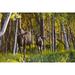 Cow And Calf Moose In Birch Forest Along The Tony Knowles Coastal Trail At Sunset During Summer In Anchorage Southcentral Alaska Poster Print (36 x 24)