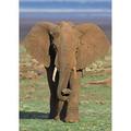 Panoramic Images PPI95929 Close-up of an African elephant walking in a field Lake Manyara Arusha Region Tanzania - Loxodonta Africana Poster Print by Panoramic Images - 18 x 24