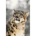 Close Up Of Snow Leopard by Tom Soucek / Design Pics