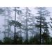 Panoramic Images PPI95485L Silhouette of trees with fog Douglas Fir Hemlock Tree Olympic Mountains Olympic National Park Washington State USA Poster Print by Panoramic Images - 36 x 12