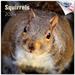 2023 2024 Squirrels Calendar - Cute Wildlife Monthly Wall Calendar - 12 x 24 Open - Thick No-Bleed Paper - Giftable - Academic Teacher s Planner Calendar Organizing & Planning - Made in USA