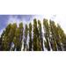 Low angle view of trees Aspens Estancia Punta Del Monte Aysen Region Patagonia Chile Poster Print by - 36 x 20
