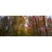 Trees in forest during autumn Mount Desert Island Acadia National Park Hancock County Maine USA Poster Print by Panoramic Images (30 x 12)