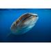 Whale shark in Isla Mujeres Mexico Poster Print by Jennifer Idol/Stocktrek Images (34 x 22)