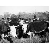 Cattle: Longhorns. /Na Herd Of Texas Longhorns./Nphotographed In The 1950S. Poster Print by (18 x 24)