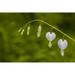 Close-up of White Bleeding Heart flowers blooming Poster Print by Panoramic Images (24 x 18)