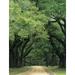 South Carolina Charleston Spanish moss on trees by Dennis Flaherty (18 x 24)