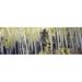 Panoramic Images PPI134310L Aspen trees in a forest Aspen Pitkin County Colorado USA Poster Print by Panoramic Images - 36 x 12