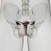 Three dimensional view of female reproductive system lower front close-up Poster Print (28 x 28)