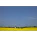 Old Farm Surrounded in Oilseed Rape (caled Canola in North America) County Carlow Ireland Poster Print (27 x 9)