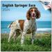 2023 2024 English Springer Calendar - (EU) Dog Breed Monthly Wall Calendar - 12 x 24 Open - Thick No-Bleed Paper - Giftable - Academic Teacher s Planner Calendar Organizing & Planning - Made in USA