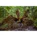 Western red cedar tree root system British Columbia Canada Poster Print by Panoramic Images (24 x 18)