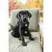 Bellevue WA. Three month old black Labrador Retriever puppy posing on a patio chair. Poster Print by Janet Horton (18 x 24)