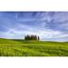 Italy San Quirico d Orcia. Cypress grove in landscape. Poster Print by Jaynes Gallery (24 x 36)