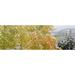 Trees in a forest Grand Teton National Park Wyoming USA Poster Print (18 x 6)