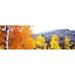 Aspen trees in a forest Blacktail Butte Grand Teton National Park Wyoming USA Poster Print (18 x 6)