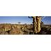 Quiver tree - Aloe dichotoma growing in a desert Namibia Poster Print by - 36 x 12