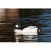 Posterazzi British Columbia Vancouver Common Goldeneye Duck Poster Print by Rick a Brown - 20 x 13 in.