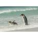 East Falkland King penguins in beach surf by Cathy - Gordon Illg (36 x 24)