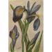 Wild Flowers East of the Rockies 1910 Blue Flag Iris Poster Print by C. Reed (24 x 36)