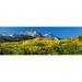 Aspen trees with mountains in the background Uncompahgre National Forest Colorado USA Poster Print (36 x 13)