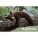 Blue Ridge Georgia Bear Cub Sleeping on Branch (24x36 Giclee Gallery Art Print Vivid Textured Wall Decor)