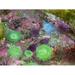 USA Oregon Newport. Green sea anemones and blue sea star in a tide pool exhibit. Poster Print by Jaynes Gallery (24 x 36)