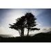 Posterazzi The Silhouette of A Tree Against A Bright Blue Sky & Cloud with The Pacific Coastline on Fort Point - San Francisco California Poster Print - 38 x 24 in. - Large