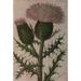Wild Flowers East of the Rockies 1910 Pasture Thistle Poster Print by C. Reed