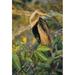 USA Florida Close-up of anhinga on tree limb by Joanne Williams (24 x 36)